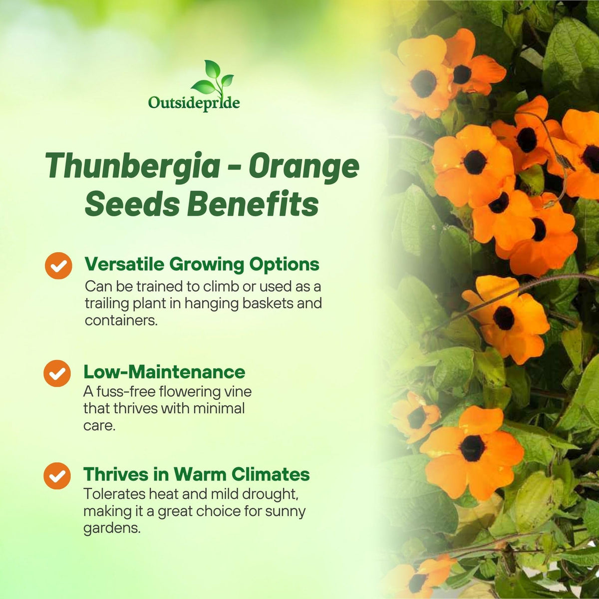 Outsidepride Sunrise Orange Thunbergia container plants with vibrant blooms