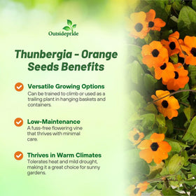 Outsidepride Sunrise Orange Thunbergia container plants with vibrant blooms