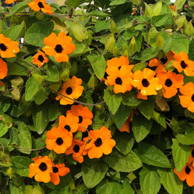 Outsidepride Sunrise Orange Thunbergia self-seeds for color renewal