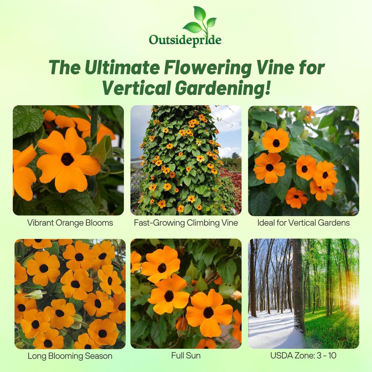 Outsidepride Sunrise Orange Thunbergia vine on fence provides privacy