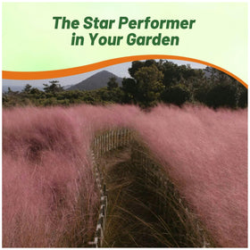Outsidepride tall-perennial-grass-stand provides elegant height for garden borders.