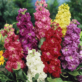 Outsidepride Ten Week Mix Matthiola Stock grows well in containers and small spaces.