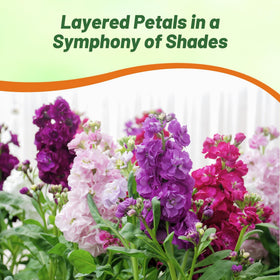 Outsidepride Ten Week Mix Matthiola Stock flowers last up to two weeks in vases.
