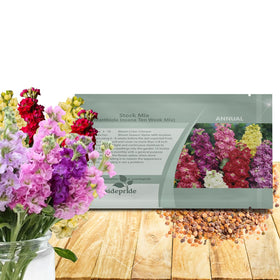 Outsidepride Ten Week Mix Matthiola Stock seeds show compact growth for small garden spaces.