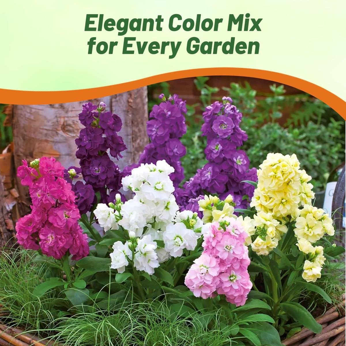 Outsidepride Ten Week Mix Matthiola Stock blooms emit a sweet, spicy fragrance that attracts pollinators.