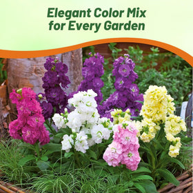 Outsidepride Ten Week Mix Matthiola Stock blooms emit a sweet, spicy fragrance that attracts pollinators.