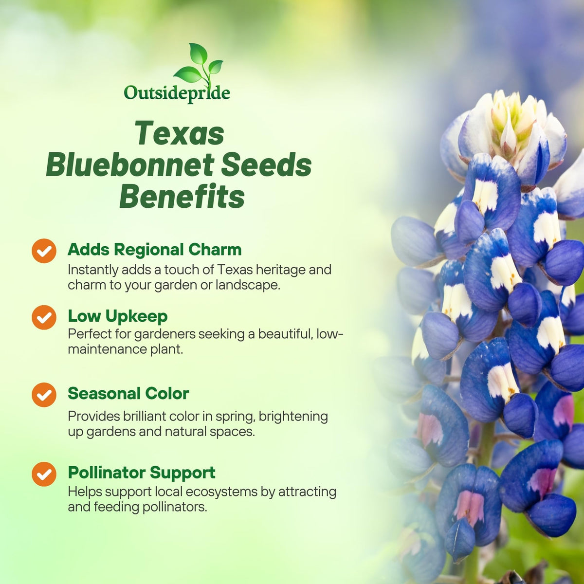 Outsidepride Texas Bluebonnet seeds soaking prep for faster germination.