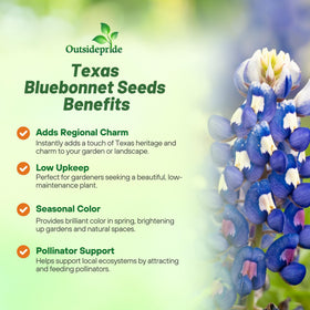 Outsidepride Texas Bluebonnet seeds soaking prep for faster germination.
