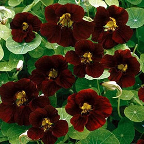 Outsidepride Tom Thumb Black Velvet supports companion planting with vegetables