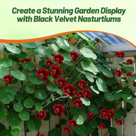 Outsidepride nasturtiums offer deer deterrence in outdoor borders