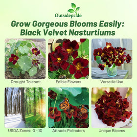 Outsidepride Tom Thumb Black Velvet mahogany brown blossoms add drama to beds