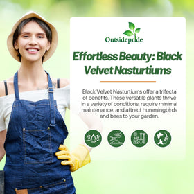 Outsidepride Tom Thumb Black Velvet attracts pollinators with peppery blooms