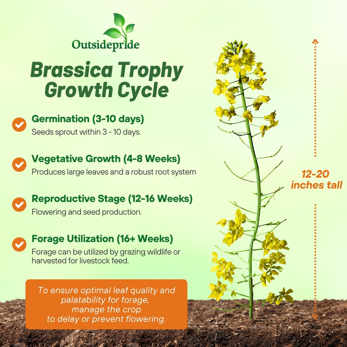 Outsidepride Trophy Forage Rapeseed flowering heads showing soil-improvement potential.