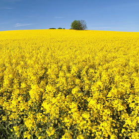 Outsidepride Trophy Forage Rapeseed greens ready for grazing cycles.