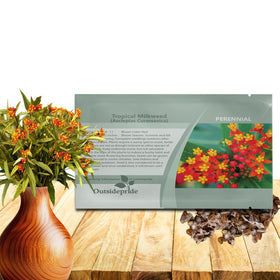 Outsidepride Tropical Milkweed Seeds bloom closeup showing pollinator-friendly color