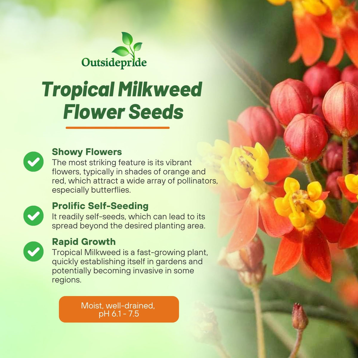 Outsidepride Tropical Milkweed Seeds flowers closeup with monarch-friendly nectar