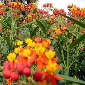 Outsidepride Tropical Milkweed Seeds meadow planting under sun