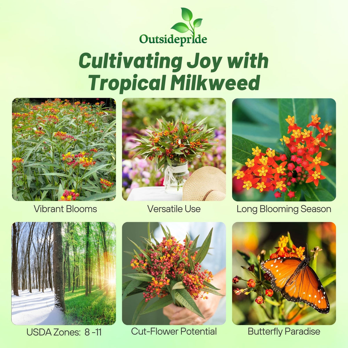 Outsidepride Tropical Milkweed Seeds planting in soil for easy garden setup