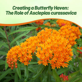 Outsidepride Tropical Milkweed Seeds pollinator garden with butterflies