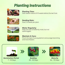 Outsidepride Tropical Milkweed Seeds seed-pack closeup ready for planting