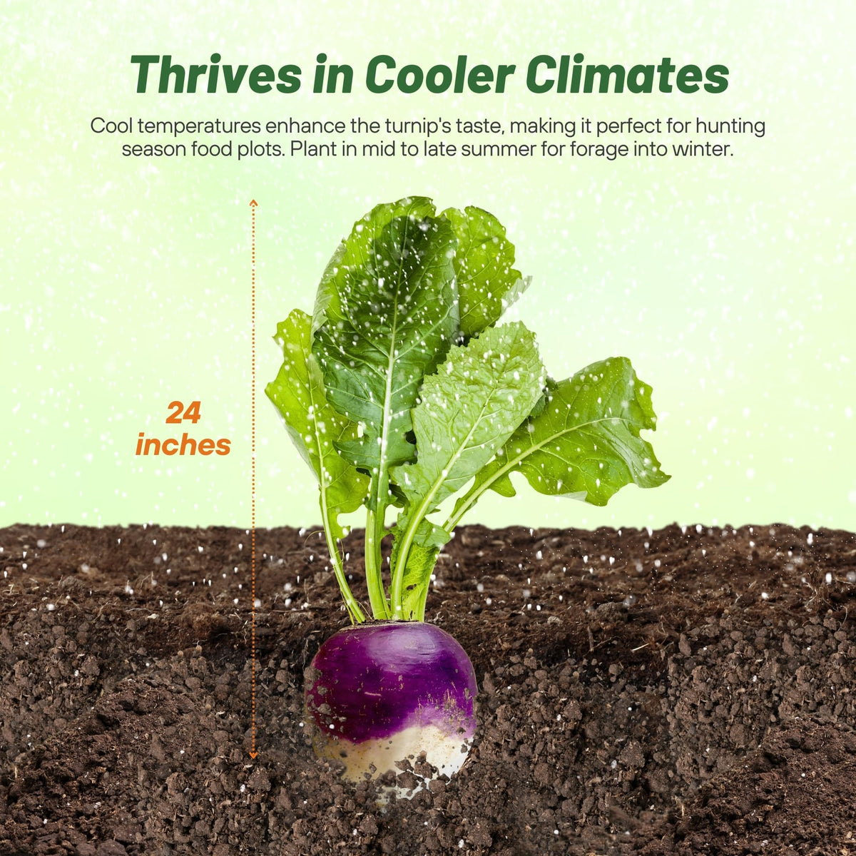 Illustration showing sowing rate of Outsidepride turnip seeds.