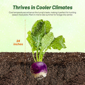 Illustration showing sowing rate of Outsidepride turnip seeds.