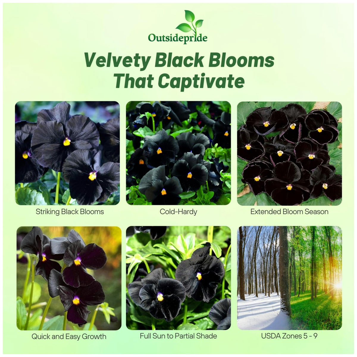 Outsidepride viola pansy blooms closeup with fragrant dark petals