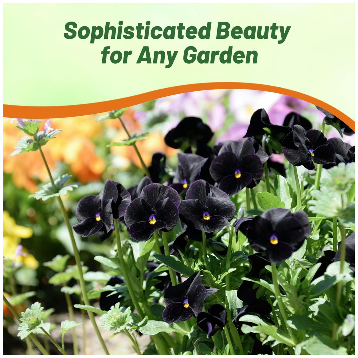 Outsidepride viola pansy hanging basket trailing habit display