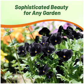 Outsidepride viola pansy hanging basket trailing habit display