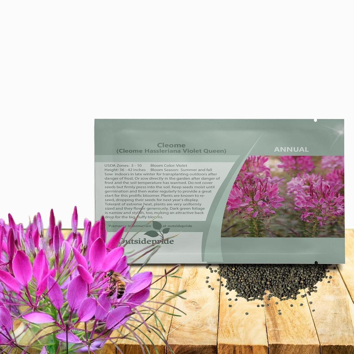 Outsidepride Violet Cleome seeds pack for sun-loving color in the garden.