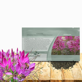 Outsidepride Violet Cleome seeds pack for sun-loving color in the garden.