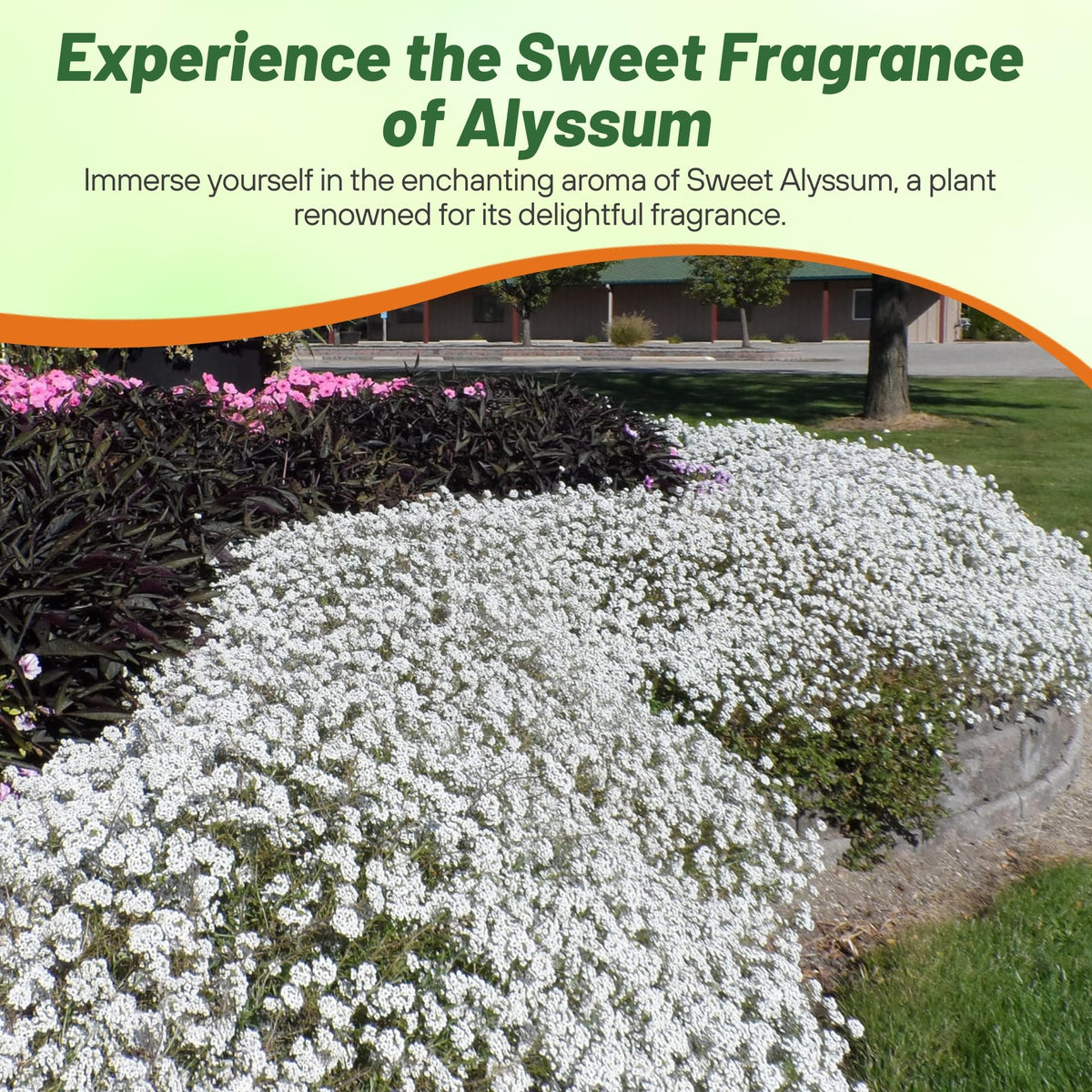 Outsidepride white alyssum perennial patch as low-maintenance ground cover