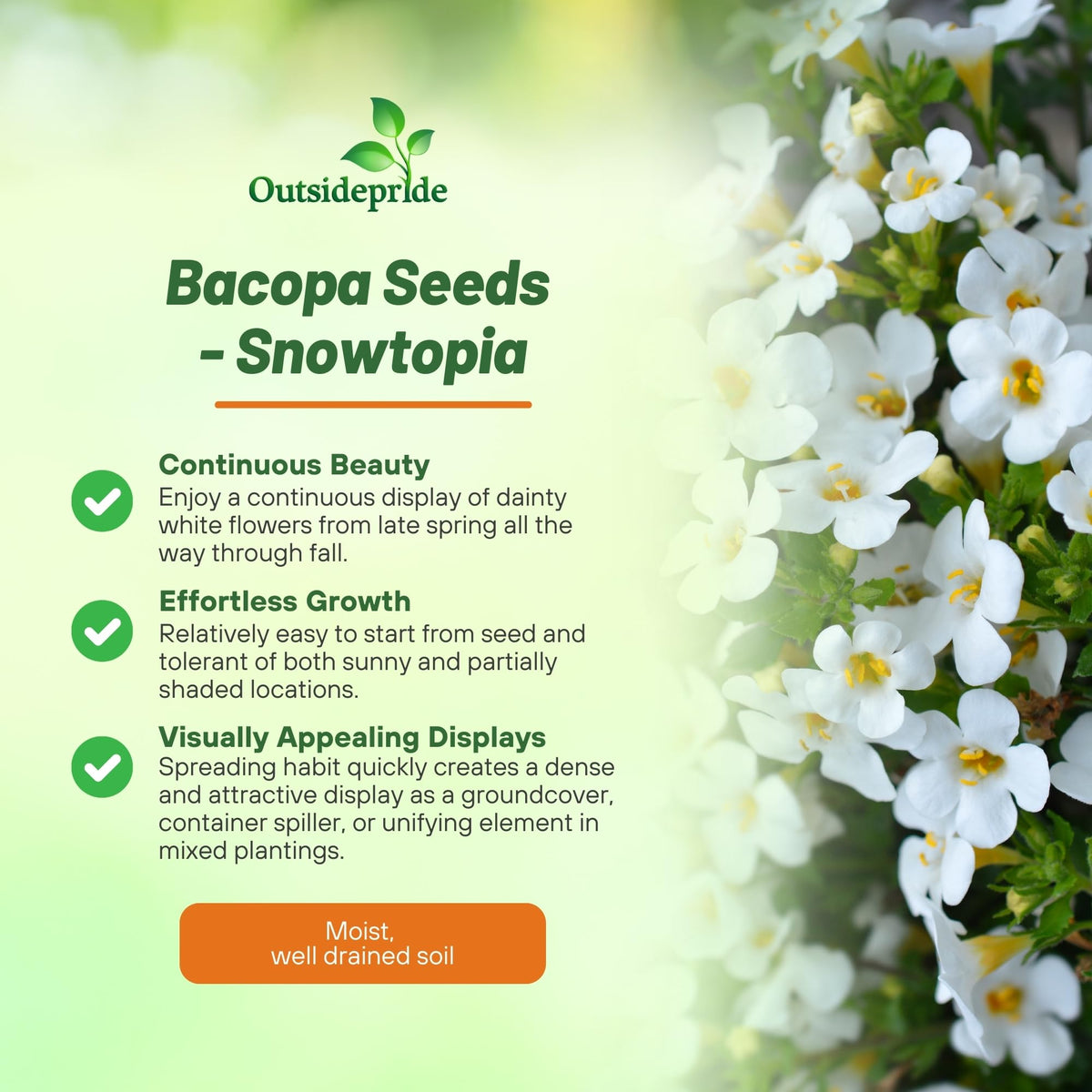 Outsidepride White Blutopia Bacopa cascading blooms in balcony pots.