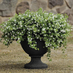 Outsidepride White Blutopia Bacopa requires moist, well-drained soil for healthy roots.