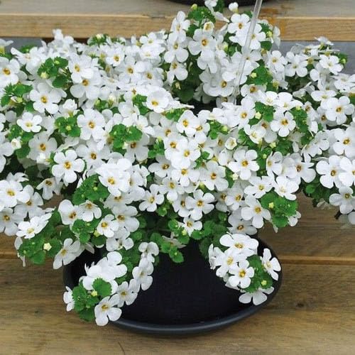 Outsidepride White Blutopia Bacopa thrives in full sun to partial shade.