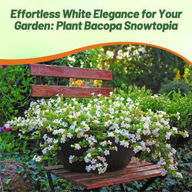 Outsidepride White Blutopia Bacopa close-up shows pure white blossoms.