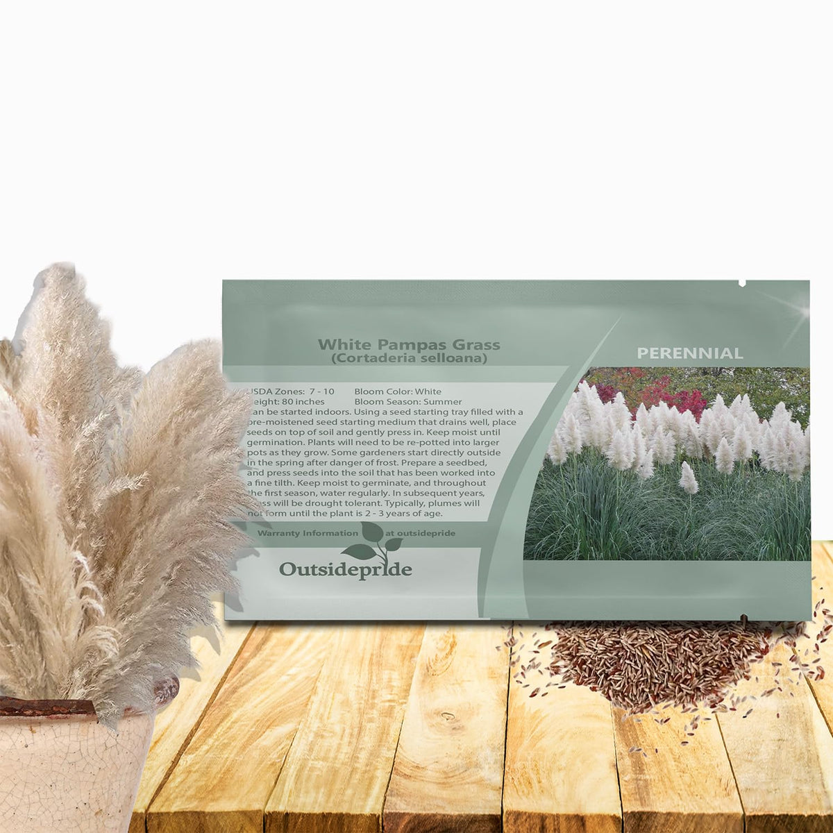 Outsidepride White Pampas Grass Seeds create dramatic 80-inch height for privacy screens and borders.