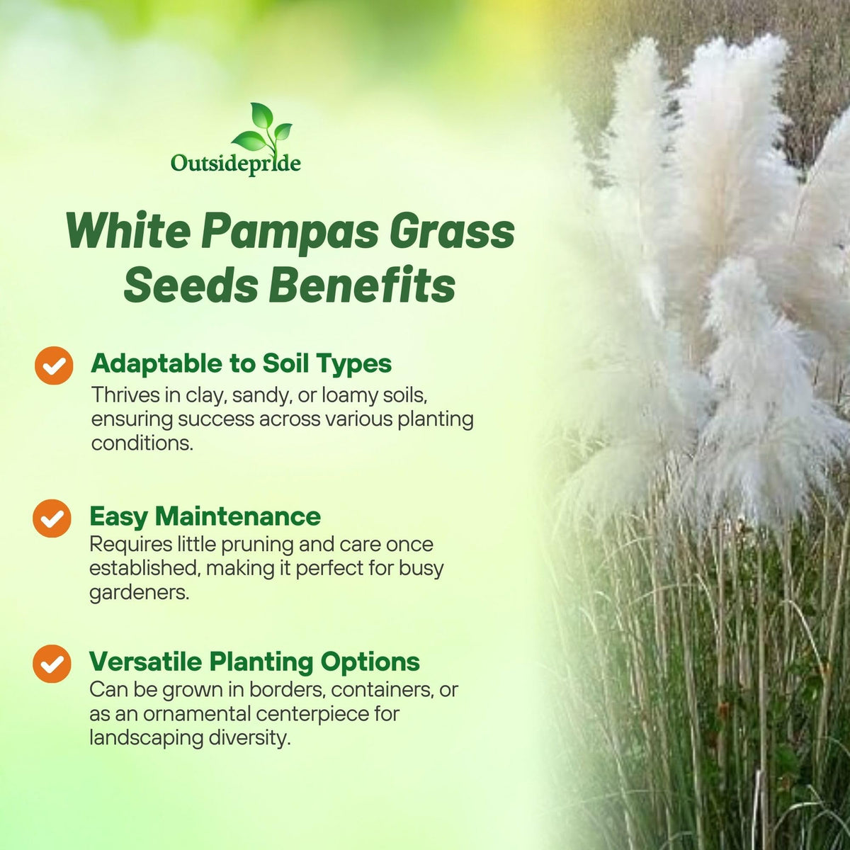 Outsidepride White Pampas Grass Seeds are drought-tolerant and deer-resistant for water-smart landscapes.