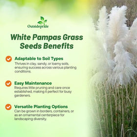 Outsidepride White Pampas Grass Seeds are drought-tolerant and deer-resistant for water-smart landscapes.