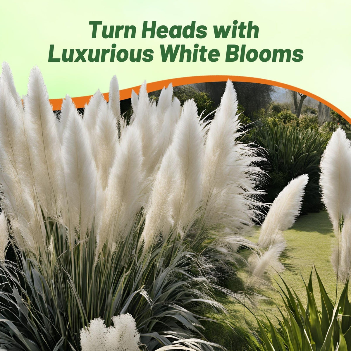 Outsidepride White Pampas Grass Seeds flourish in full sun with well-drained soil for borders.