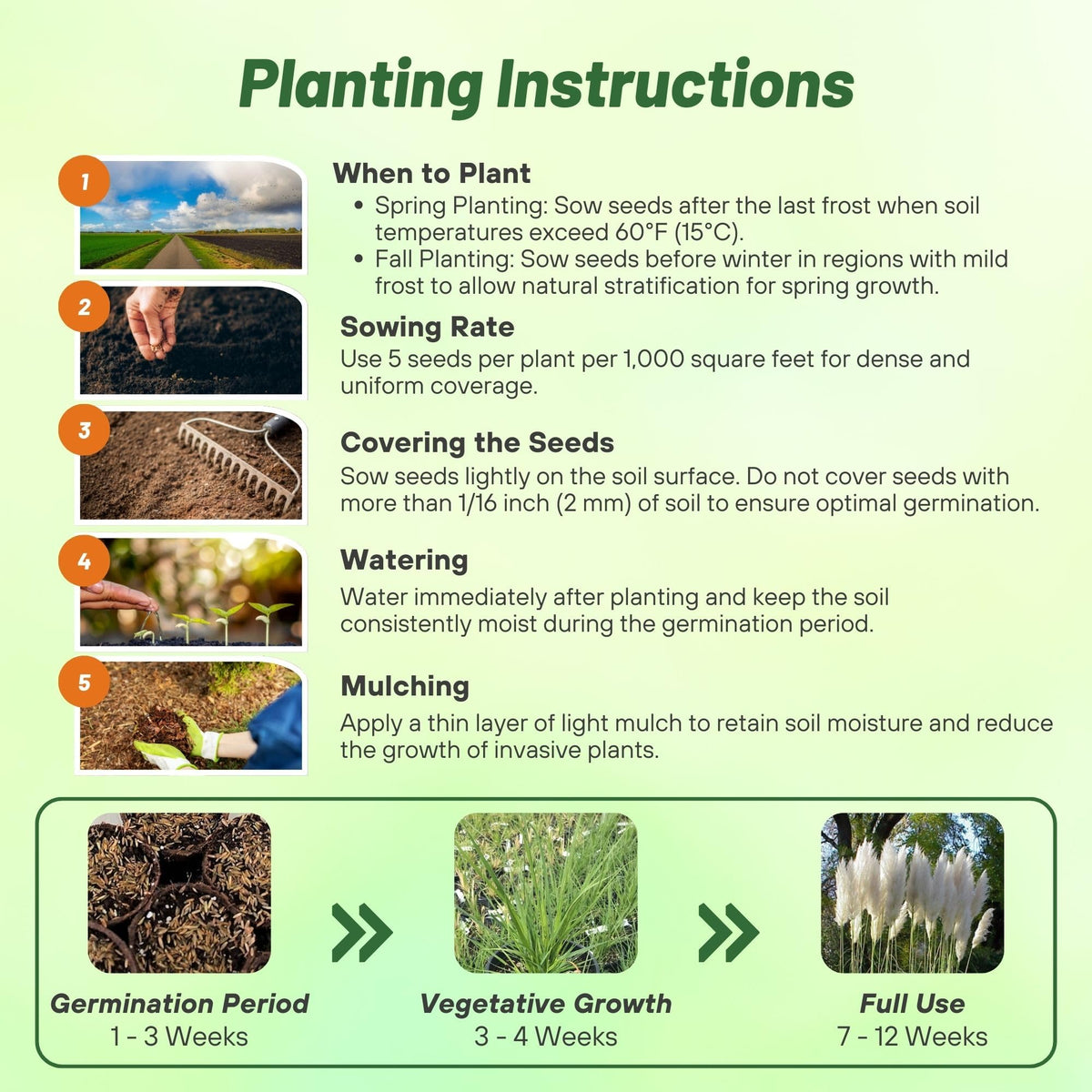 Outsidepride White Pampas Grass Seeds germinate in 14–21 days for rapid growth.