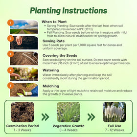 Outsidepride White Pampas Grass Seeds germinate in 14–21 days for rapid growth.