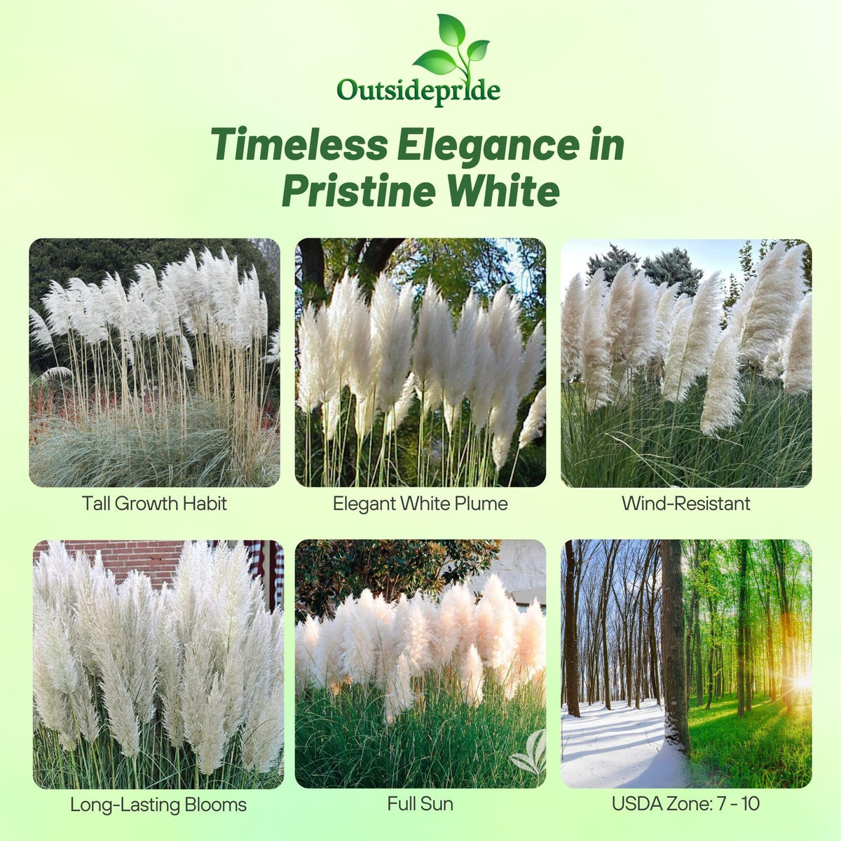Outsidepride White Pampas Grass Seeds ideal for privacy screens in large sunny yards.