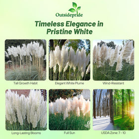Outsidepride White Pampas Grass Seeds ideal for privacy screens in large sunny yards.