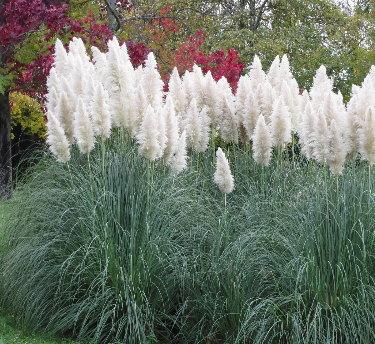 Outsidepride White Pampas Grass Seeds provide a windbreak and striking vertical feature.