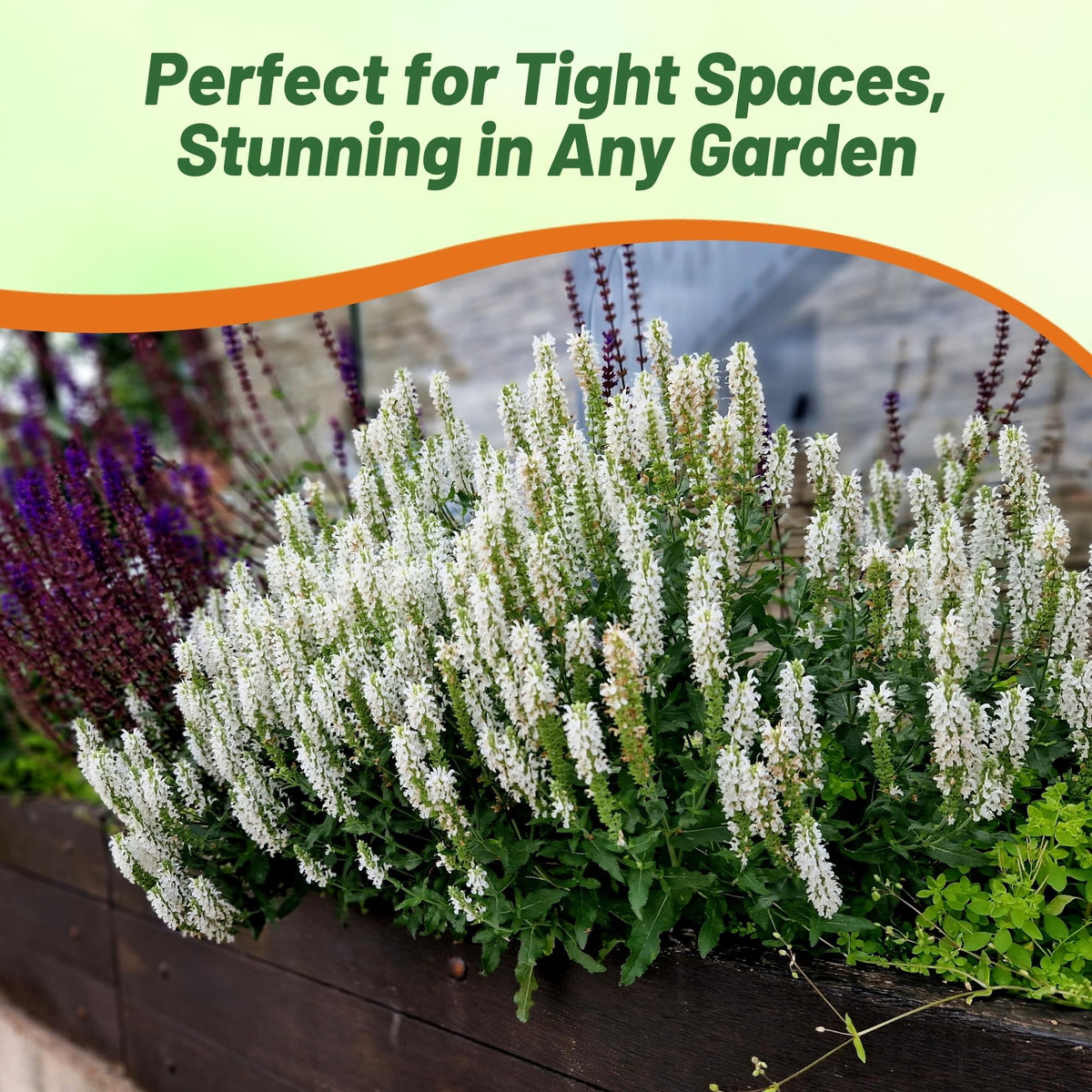 Outsidepride White Victory Salvia perennial reaches about 20 inches for vertical garden interest.