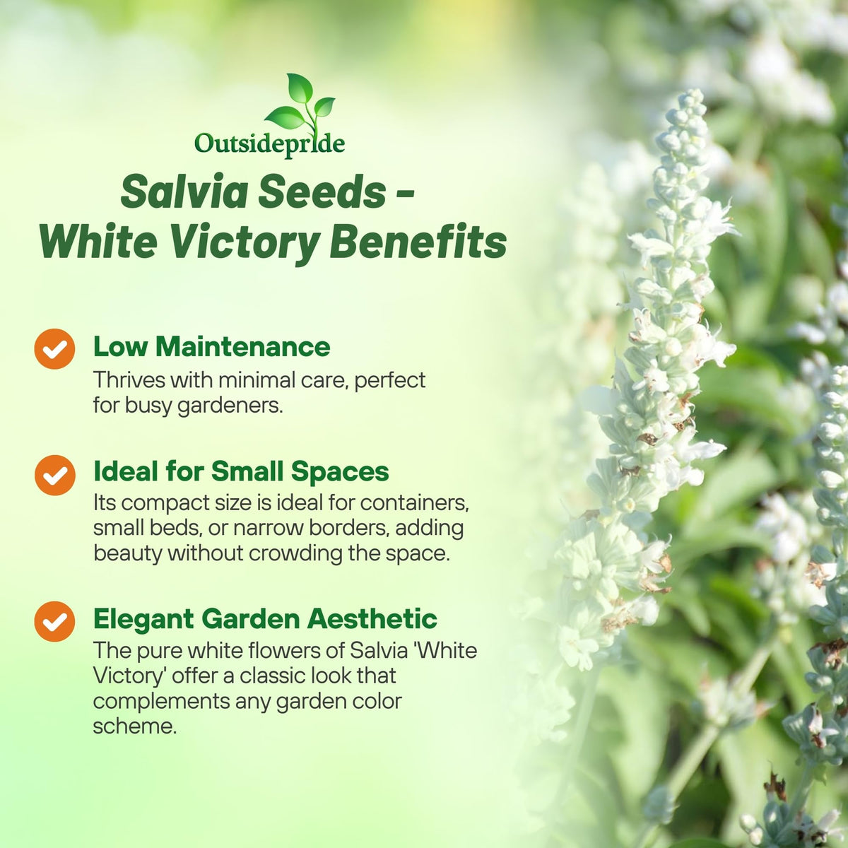 Outsidepride White Victory Salvia bloom closeup with white flowers attracting pollinators.
