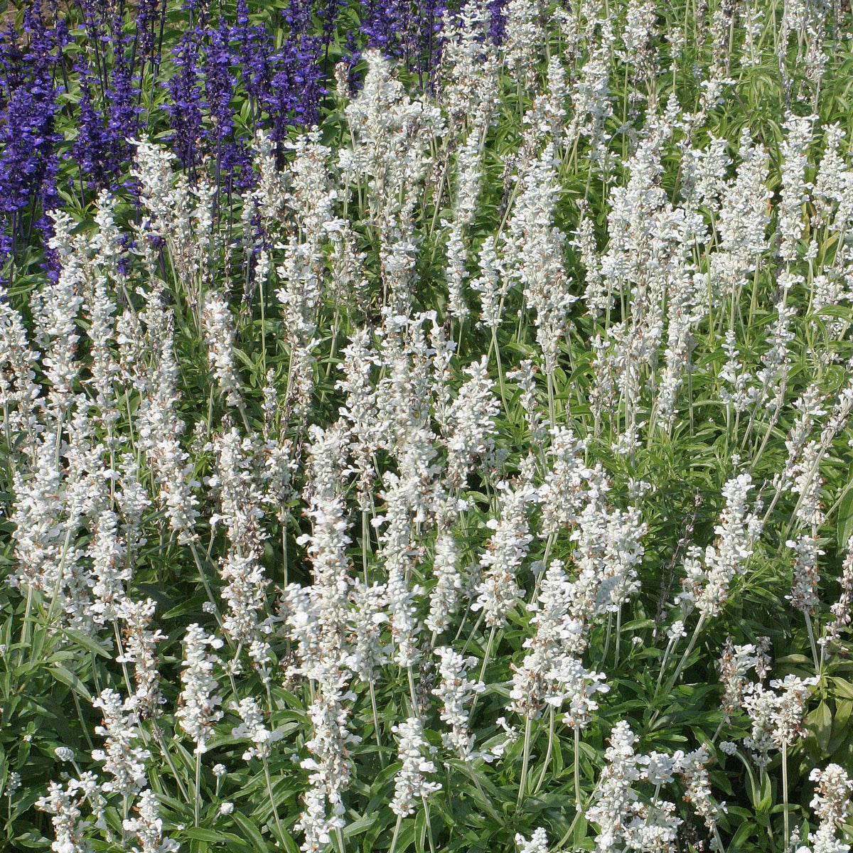 Outsidepride White Victory Salvia butterfly and hummingbird friendly garden addition.