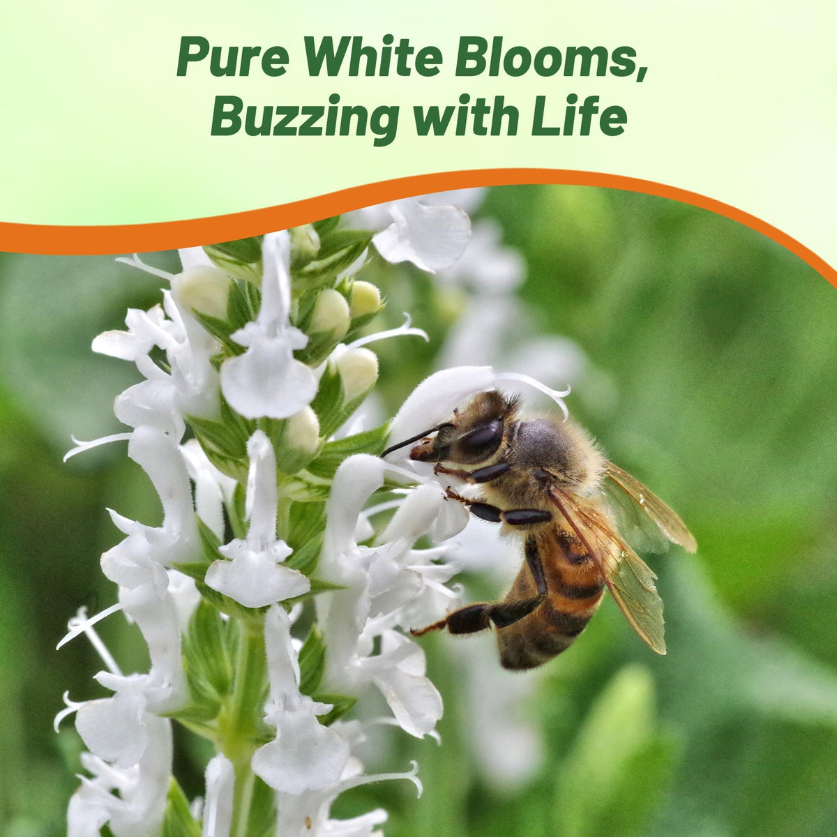 Outsidepride White Victory Salvia border plant ideal for long-lasting landscape borders.