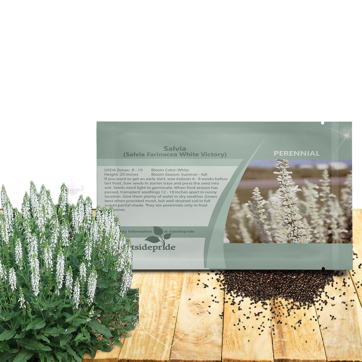 Outsidepride White Victory Salvia seeds pack ready for planting in beds and borders for color.